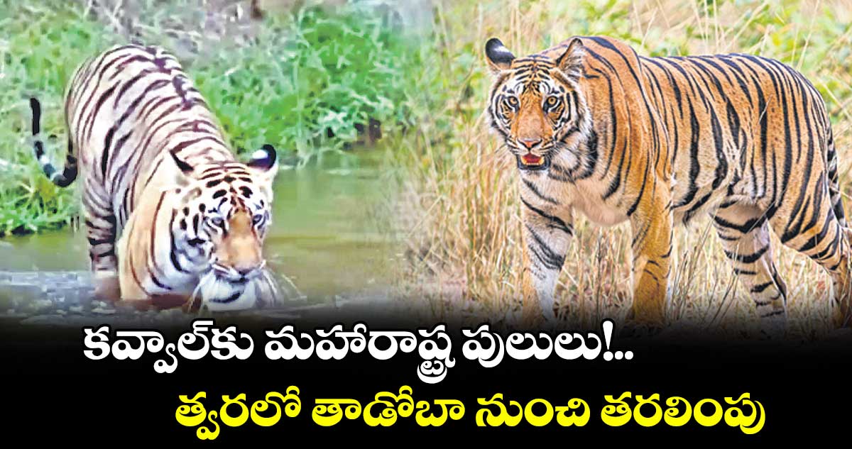కవ్వాల్కు మహారాష్ట్ర పులులు!.. త్వరలో తాడోబా నుంచి తరలింపు