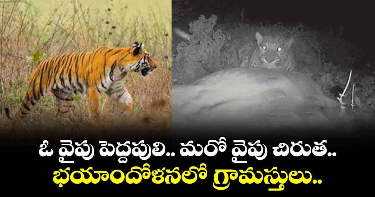 ఓ వైపు పెద్దపులి.. మరో వైపు చిరుత.. భయాందోళనలో గ్రామస్తులు..