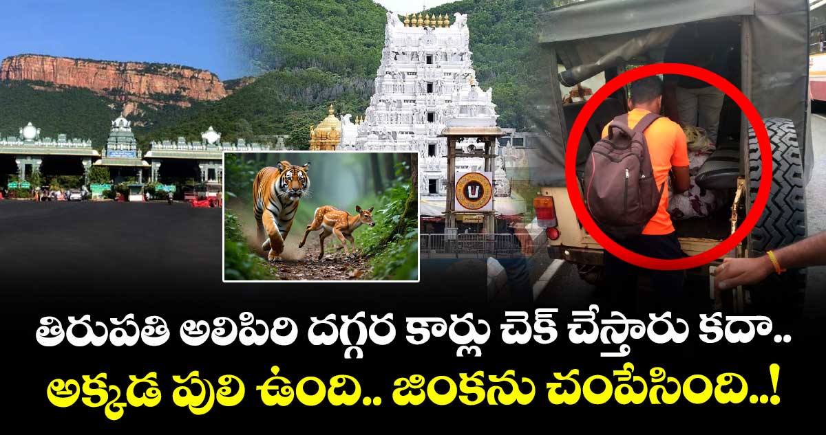తిరుపతి అలిపిరి దగ్గర కార్లు చెక్ చేస్తారు కదా.. అక్కడ పులి ఉంది.. జింకను చంపేసింది..!