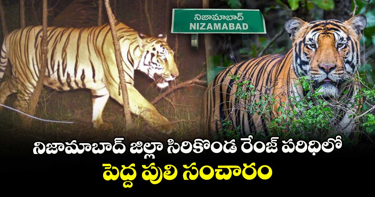 నిజామాబాద్ జిల్లా సిరికొండ రేంజ్ పరిధిలో పెద్ద పులి సంచారం..