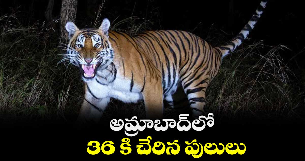 అమ్రాబాద్‌‌లో 36 కి చేరిన పులులు