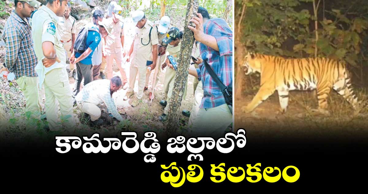 కామారెడ్డి జిల్లాలో పులి కలకలం