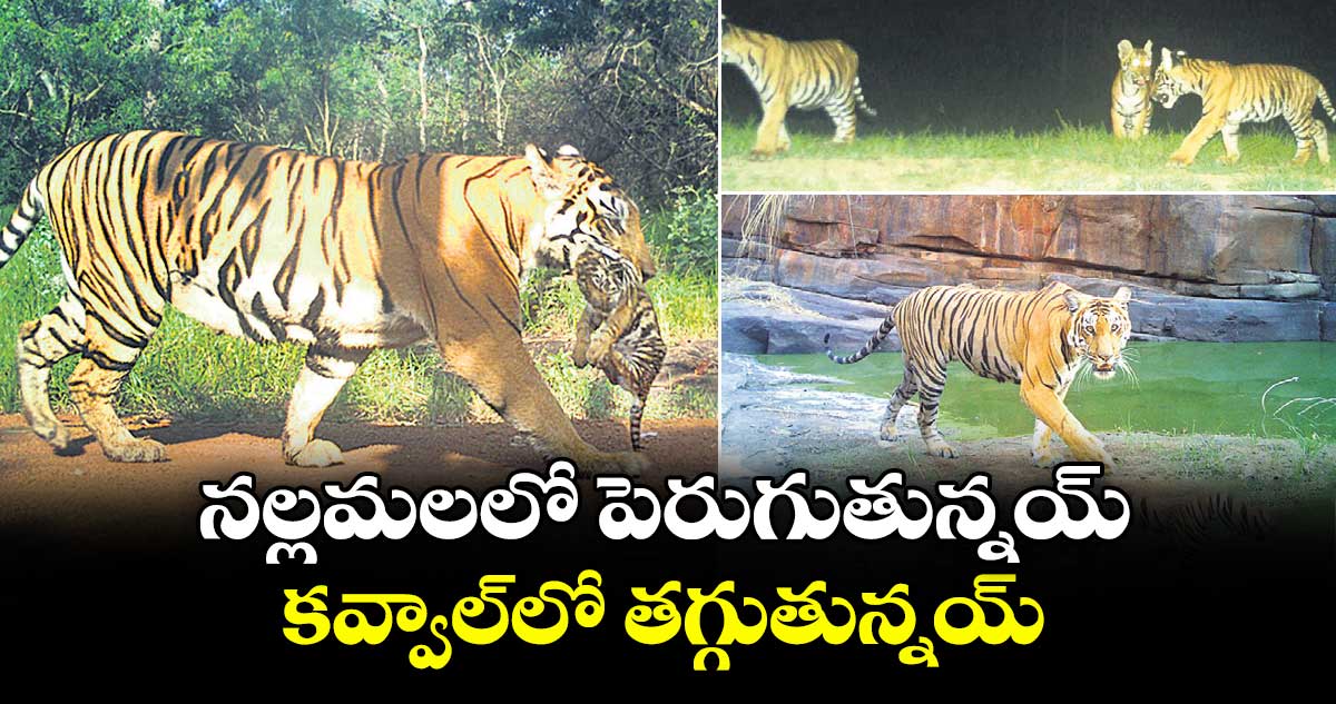 నల్లమలలో పులులు పెరుగుతున్నయ్.. కవ్వాల్లో తగ్గుతున్నయ్