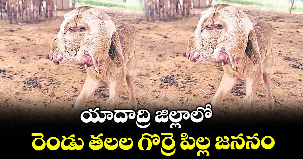 యాదాద్రి జిల్లాలో రెండు తలల గొర్రె పిల్ల జననం