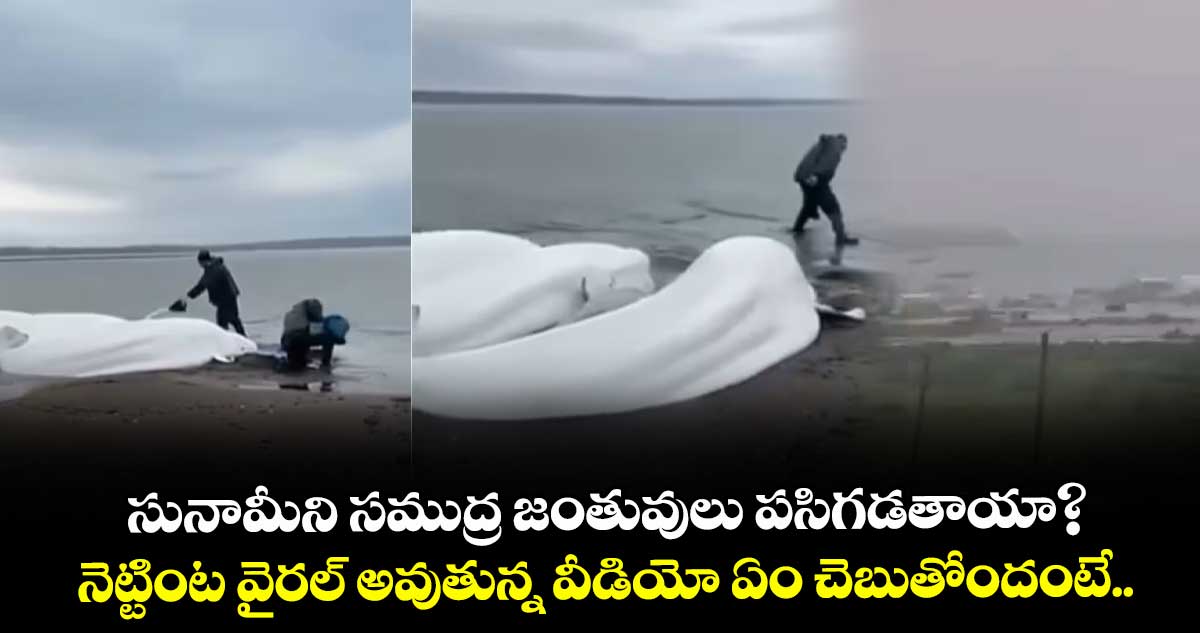Russia Earthquake:సునామీని సముద్ర జంతువులు పసిగడతాయా?.. నెట్టింట వైరల్ అవుతున్న వీడియో ఏం చెబుతోందంటే.. 