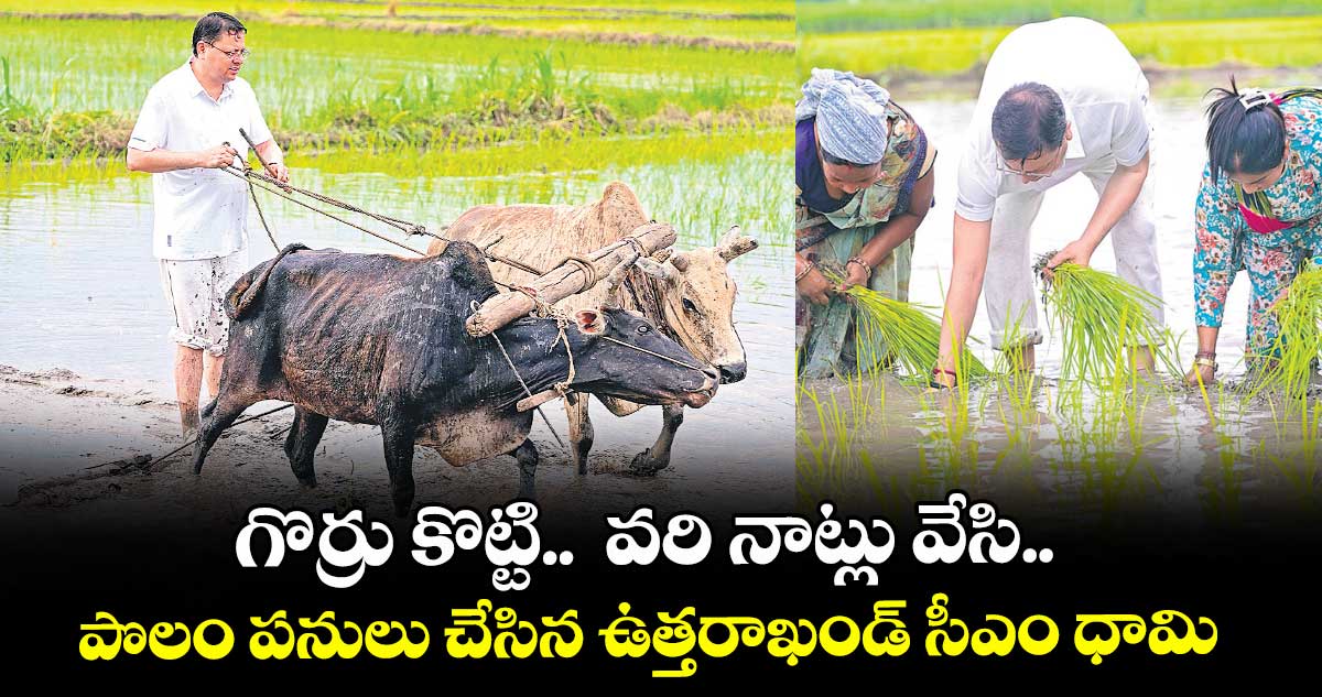 గొర్రు కొట్టి.. వరి నాట్లు వేసి..పొలం పనులు చేసిన ఉత్తరాఖండ్ సీఎం ధామి