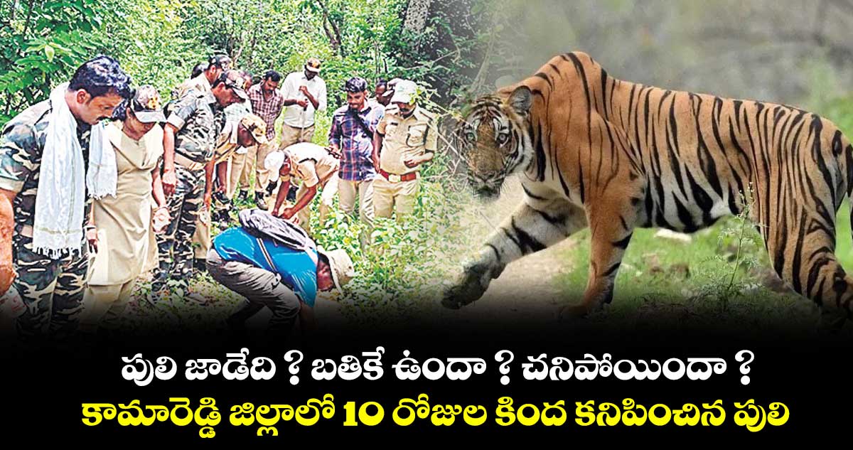 పులి జాడేది ? బతికే ఉందా ? చనిపోయిందా ? ..కామారెడ్డి జిల్లాలో 10 రోజుల కింద కనిపించిన పులి