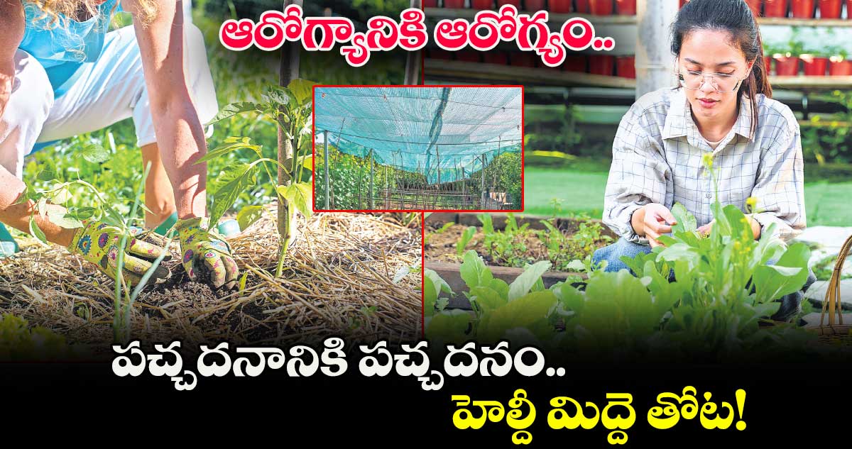 ఆరోగ్యానికి ఆరోగ్యం.. పచ్చదనానికి పచ్చదనం..హెల్దీ మిద్దె తోట!