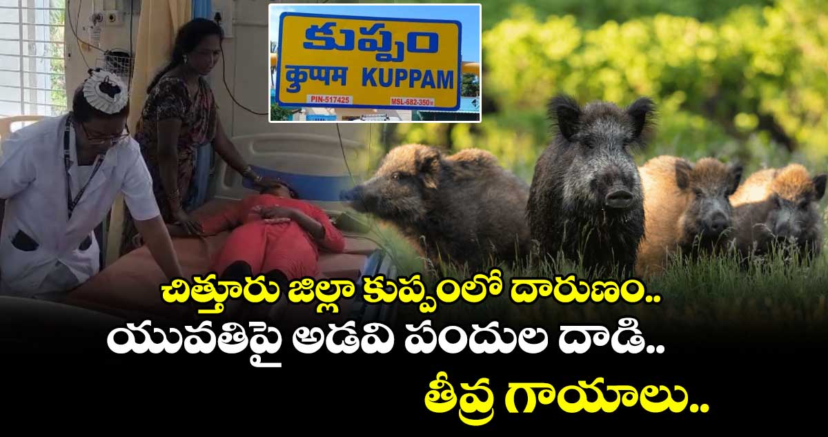 చిత్తూరు జిల్లా కుప్పంలో దారుణం.. యువతిపై అడవి పందుల దాడి.. తీవ్ర గాయాలు..