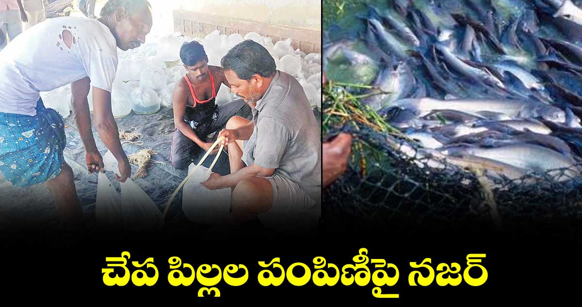 చేప పిల్లల పంపిణీపై నజర్