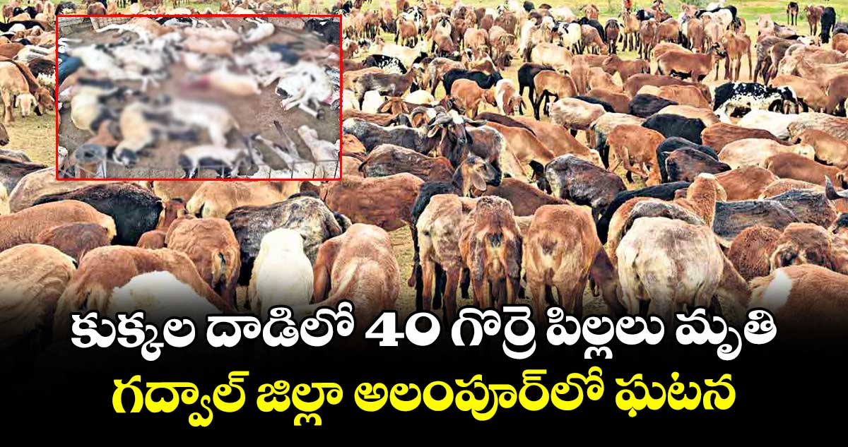 ఘోరం: కుక్కల దాడిలో 40 గొర్రె పిల్లలు మృతి ..గద్వాల్ జిల్లా అలంపూర్ లో ఘటన