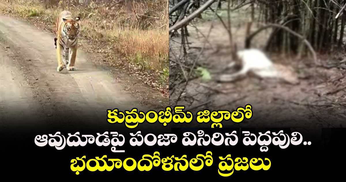కుమ్రంభీమ్ జిల్లాలో ఆవుదూడపై పంజా విసిరిన పెద్దపులి.. భయాందోళనలో ప్రజలు