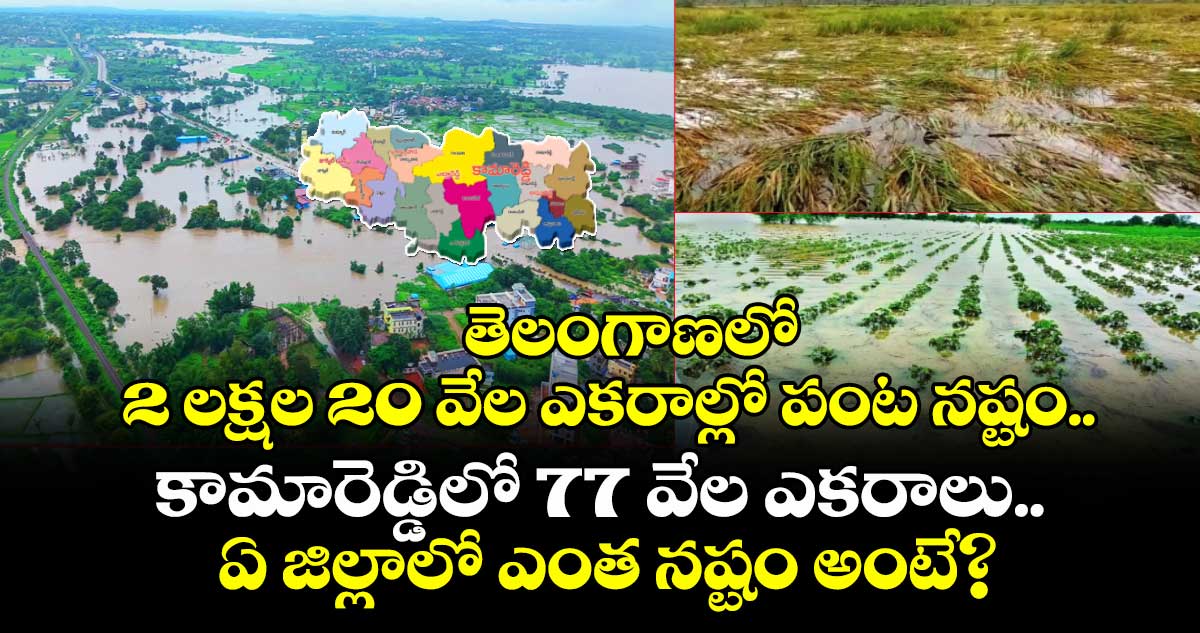 తెలంగాణలో 2 లక్షల 20 వేల ఎకరాల్లో పంట నష్టం..కామారెడ్డిలో 77 వేల ఎకరాలు..ఏ జిల్లాలో ఎంత నష్టం అంటే?