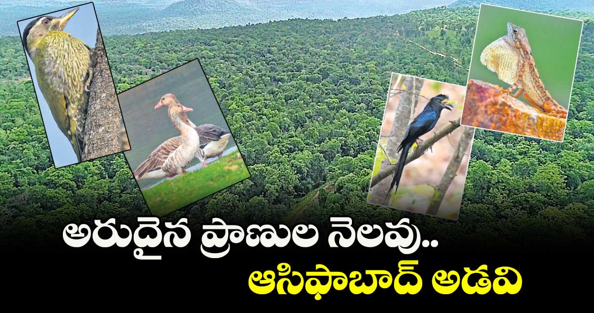 అరుదైన ప్రాణుల నెలవు.. ఆసిఫాబాద్ అడవి