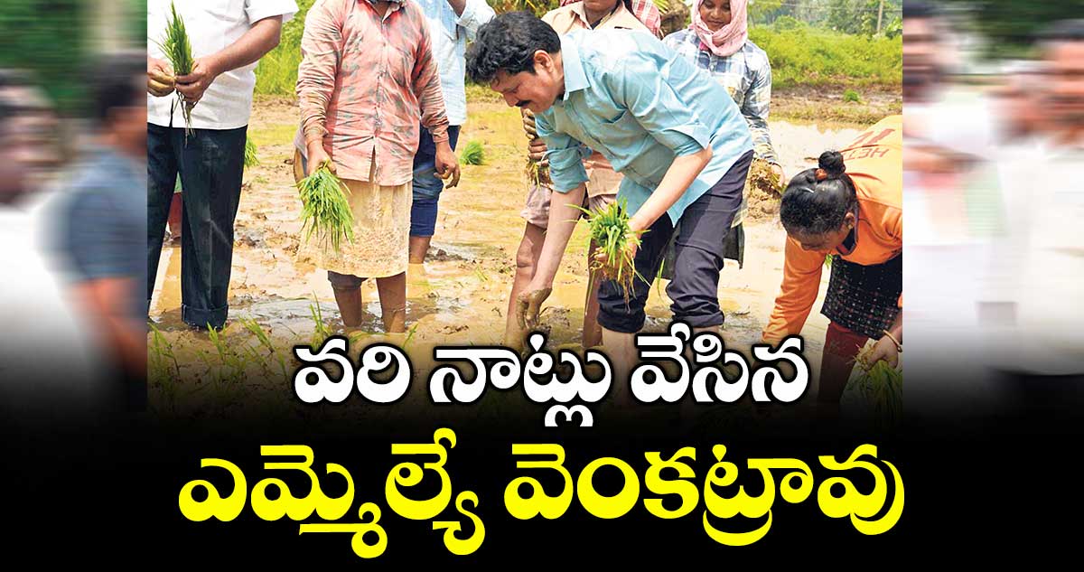 వరి నాట్లు వేసిన ఎమ్మెల్యే వెంకట్రావు