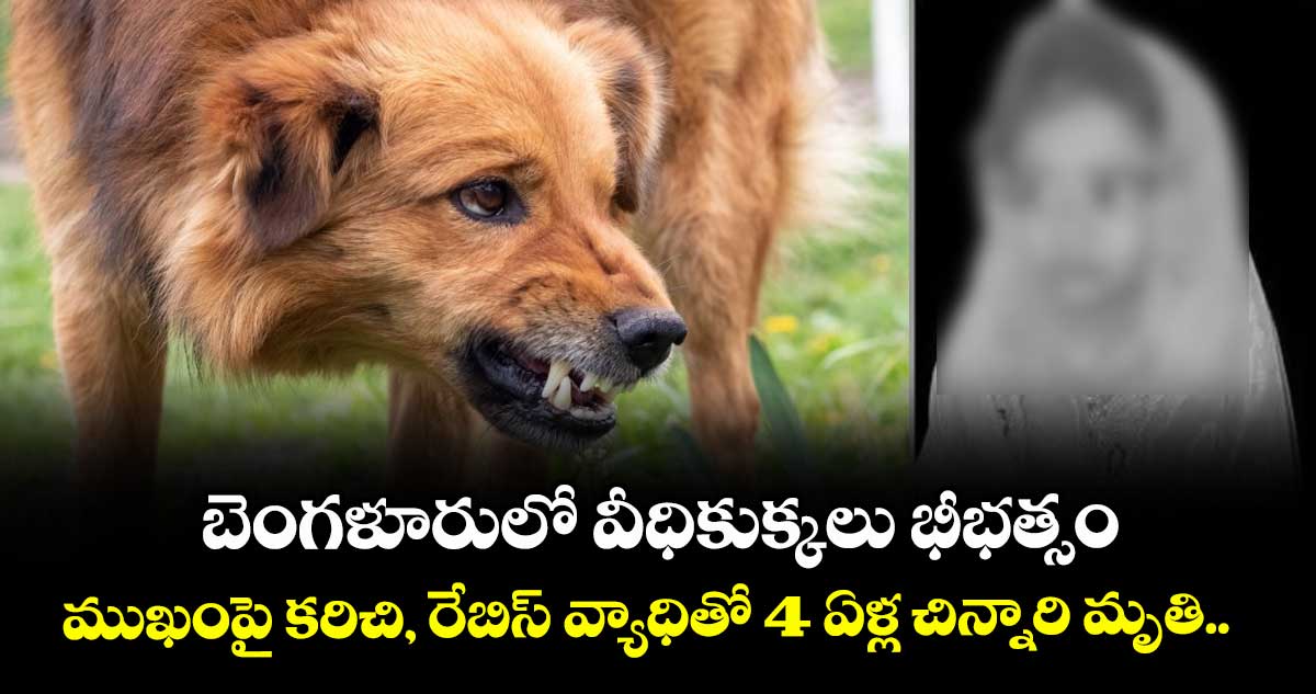 బెంగళూరులో వీధికుక్కలు భీభత్సం: ముఖంపై కరిచి, రేబిస్ వ్యాధితో 4 ఏళ్ల చిన్నారి మృతి.. 