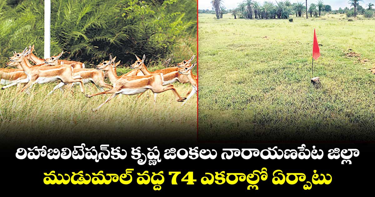 రిహాబిలిటేషన్కు కృష్ణ జింకలు నారాయణపేట జిల్లా ముడుమాల్ వద్ద 74 ఎకరాల్లో ఏర్పాటు