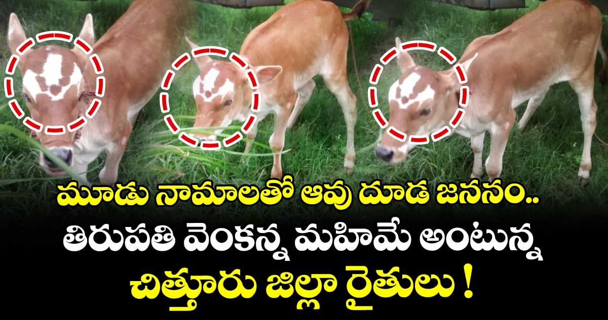 మూడు నామాలతో ఆవు దూడ జననం.. తిరుపతి వెంకన్న మహిమే అంటున్న చిత్తూరు జిల్లా రైతులు !