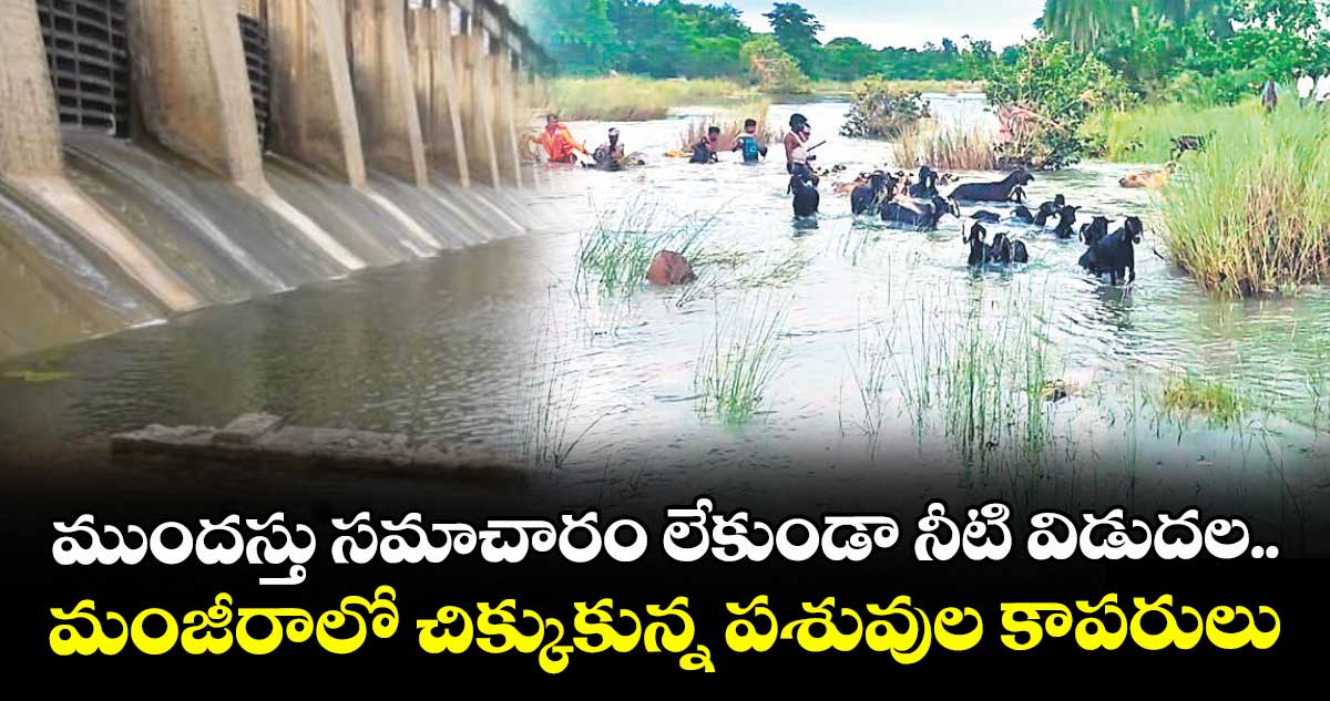 ముందస్తు సమాచారం లేకుండా నీటి విడుదల..మంజీరాలో చిక్కుకున్న పశువుల కాపరులు
