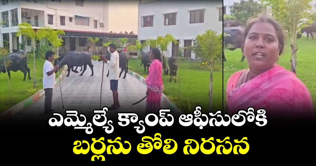 ఎమ్మెల్యే క్యాంప్ ఆఫీసులోకి బర్లను తోలి నిరసన