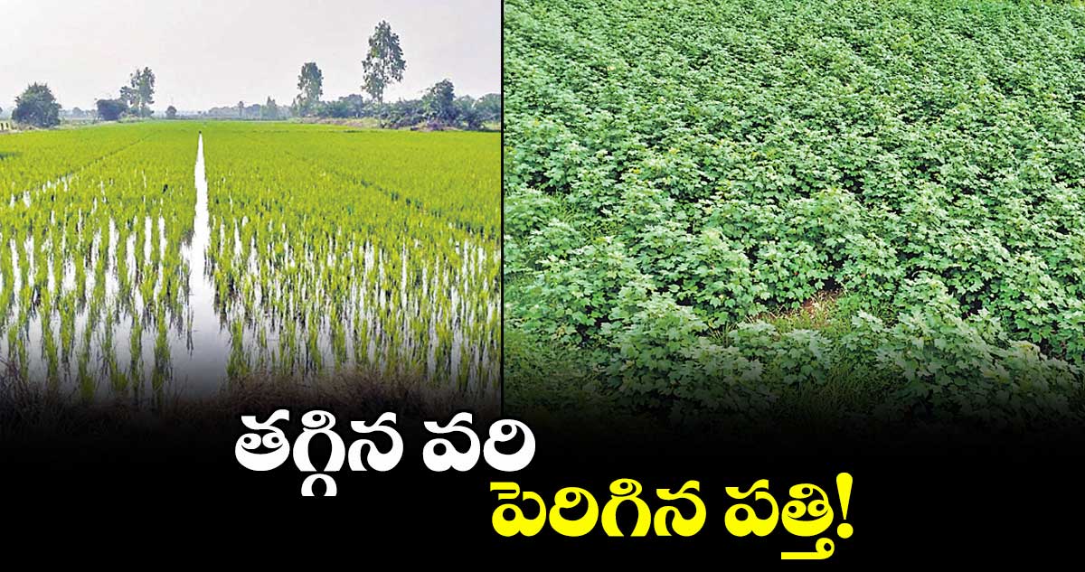 తగ్గిన వరి.. పెరిగిన పత్తి!