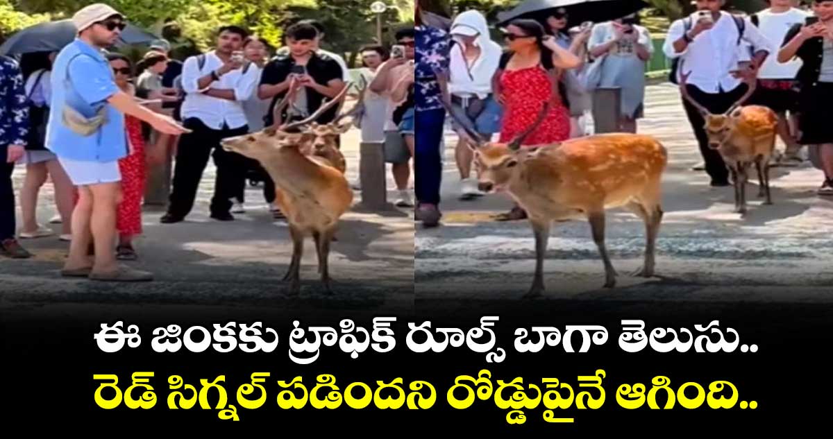 ఈ జింకకు ట్రాఫిక్ రూల్స్ బాగా తెలుసు..రెడ్ సిగ్నల్ పడిందని రోడ్డుపైనే ఆగింది..