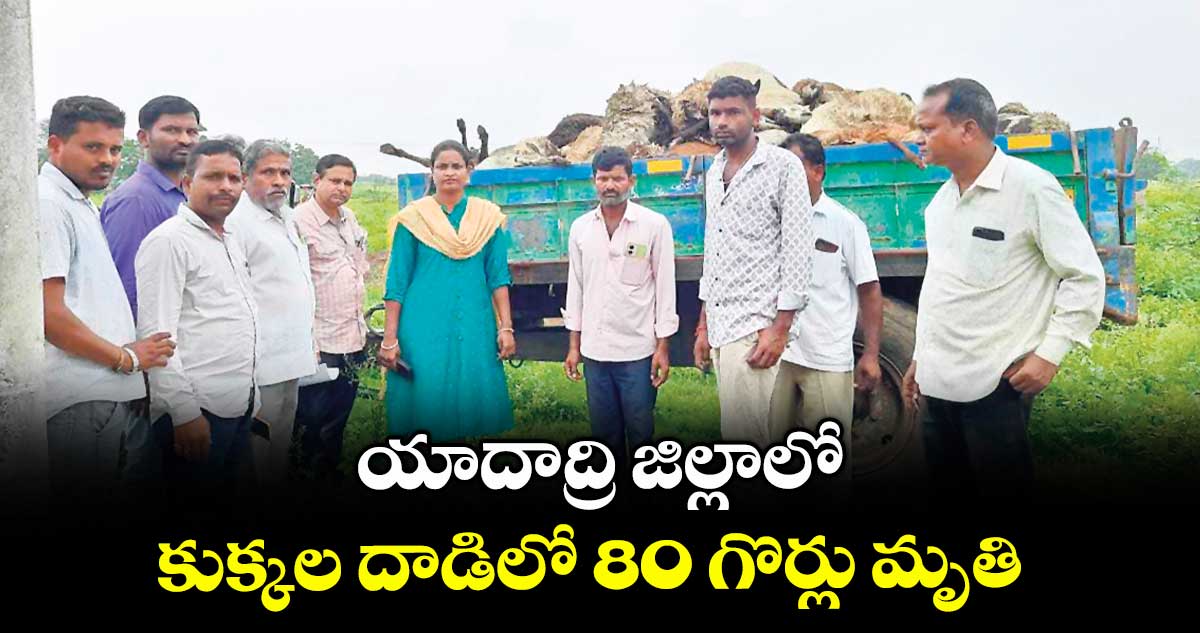 యాదాద్రి జిల్లాలో కుక్కల దాడిలో 80 గొర్లు మృతి