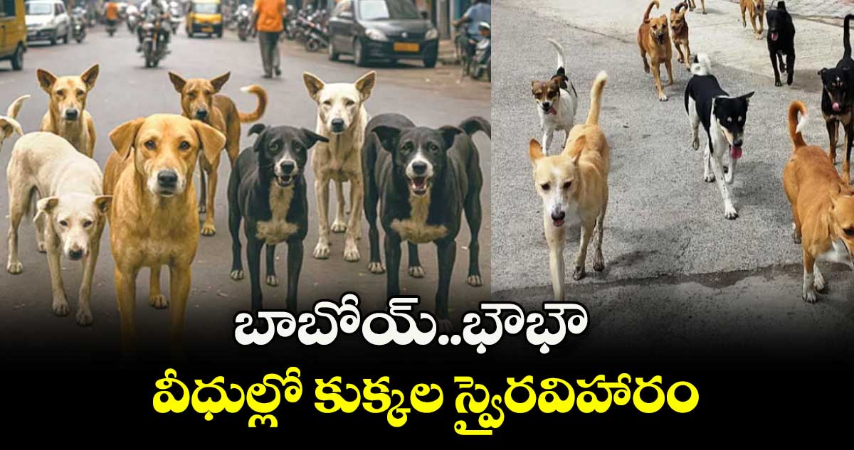 బాబోయ్..భౌభౌ వీధుల్లో కుక్కల స్వైరవిహారం