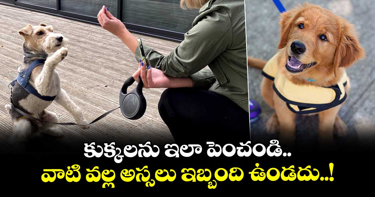 కుక్కలను ఇలా పెంచండి.. వాటి వల్ల అస్సలు ఇబ్బంది ఉండదు..!