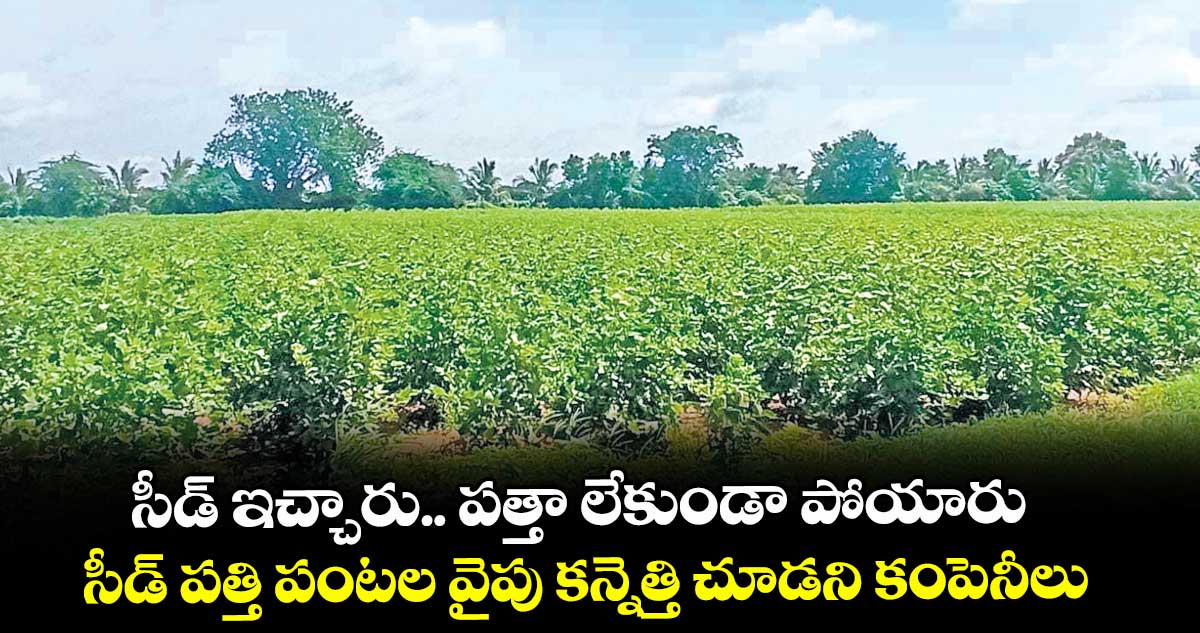 సీడ్ ఇచ్చారు.. పత్తా లేకుండా పోయారు..సీడ్ పత్తి పంటల వైపు కన్నెత్తి చూడని కంపెనీలు