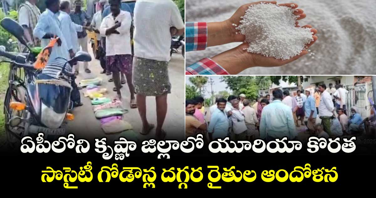 ఏపీలోని కృష్ణా జిల్లాలో యూరియా కొరత... సొసైటీ గోడౌన్ల దగ్గర రైతుల ఆందోళన.. 