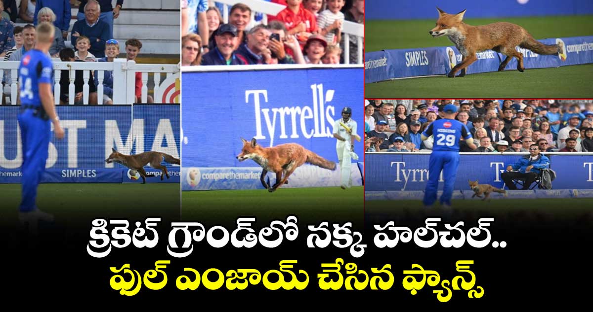 The Hundred 2025: క్రికెట్ గ్రౌండ్లో నక్క హల్చల్.. ఫుల్ ఎంజాయ్ చేసిన ఫ్యాన్స్