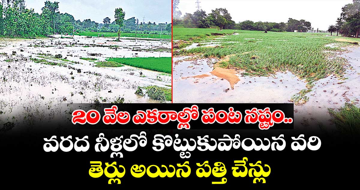 20 వేల ఎకరాల్లో పంట నష్టం.. వరద నీళ్లలో కొట్టుకుపోయిన వరి, తెర్లు అయిన పత్తి చేన్లు
