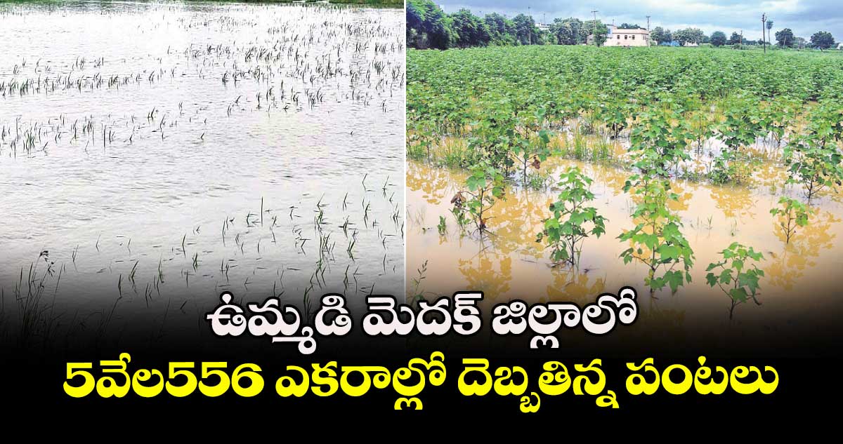 ఉమ్మడి మెదక్ జిల్లాలో  5వేల556 ఎకరాల్లో  దెబ్బతిన్న పంటలు