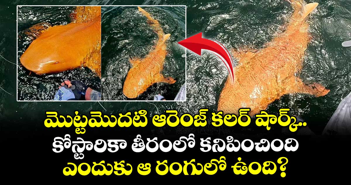 Viral video: మొట్టమొదటి ఆరెంజ్ కలర్ షార్క్.. కోస్టారికా తీరంలో కనిపించింది..ఎందుకు ఆ రంగులో ఉంది?.. సైంటిస్టులు ఏమంటున్నారంటే..