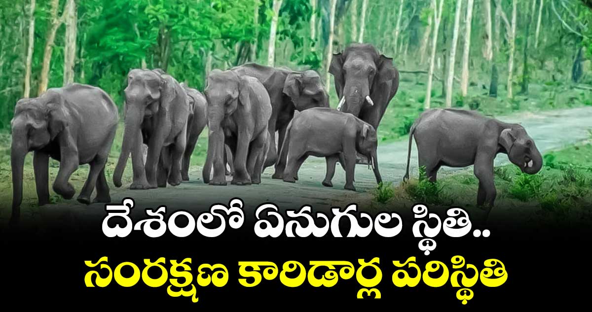 దేశంలో ఏనుగుల స్థితి.. సంరక్షణ కారిడార్ల పరిస్థితి