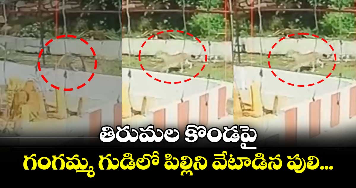 తిరుమల కొండపై గంగమ్మ గుడిలో పిల్లిని వేటాడిన పులి...