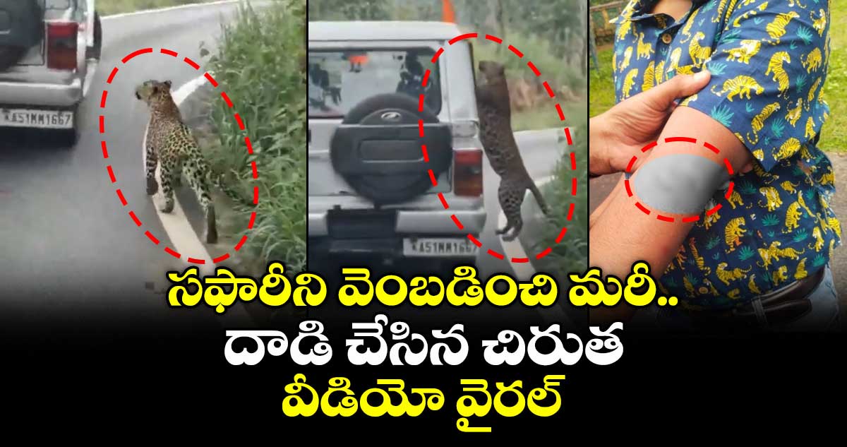 సఫారీని వెంబడించి మరీ దాడి చేసిన చిరుత .. వీడియో వైరల్