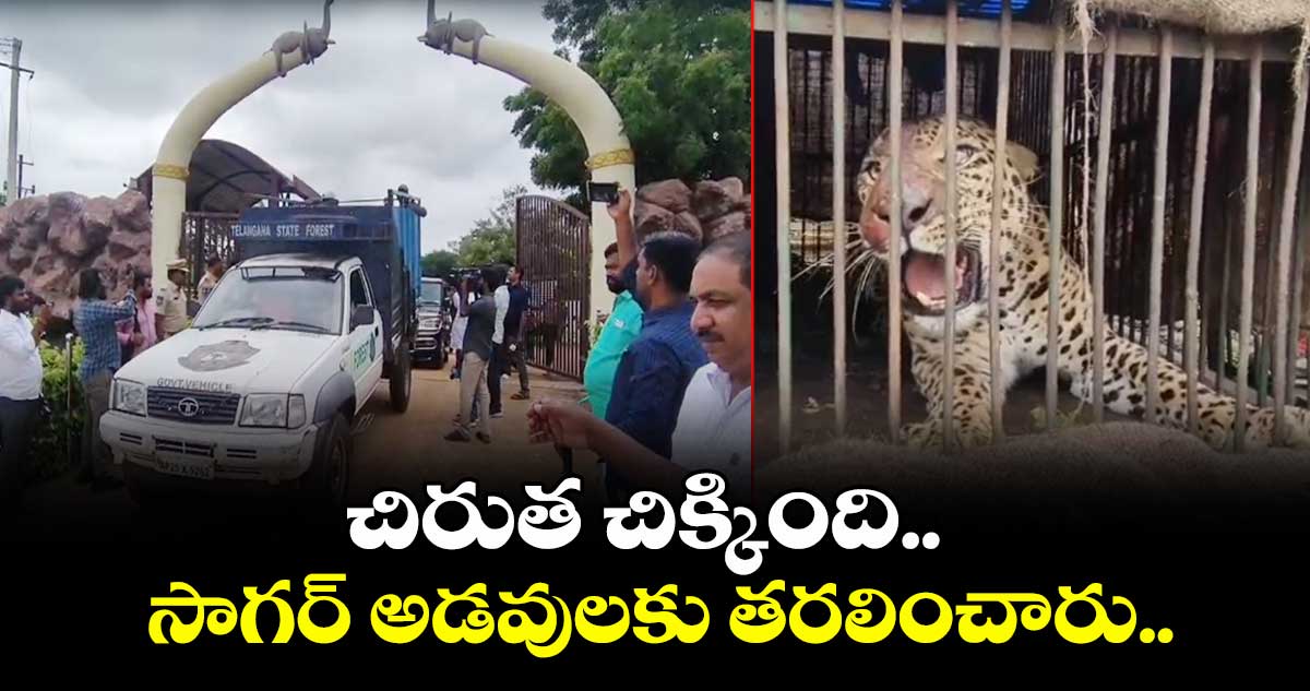 మంచిరేవుల ట్రాక్ పార్క్ : చిరుత చిక్కింది.. సాగర్ అడవులకు తరలించారు..