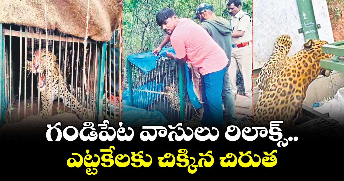 గండిపేట వాసులు రిలాక్స్..ఎట్టకేలకు చిక్కిన చిరుత