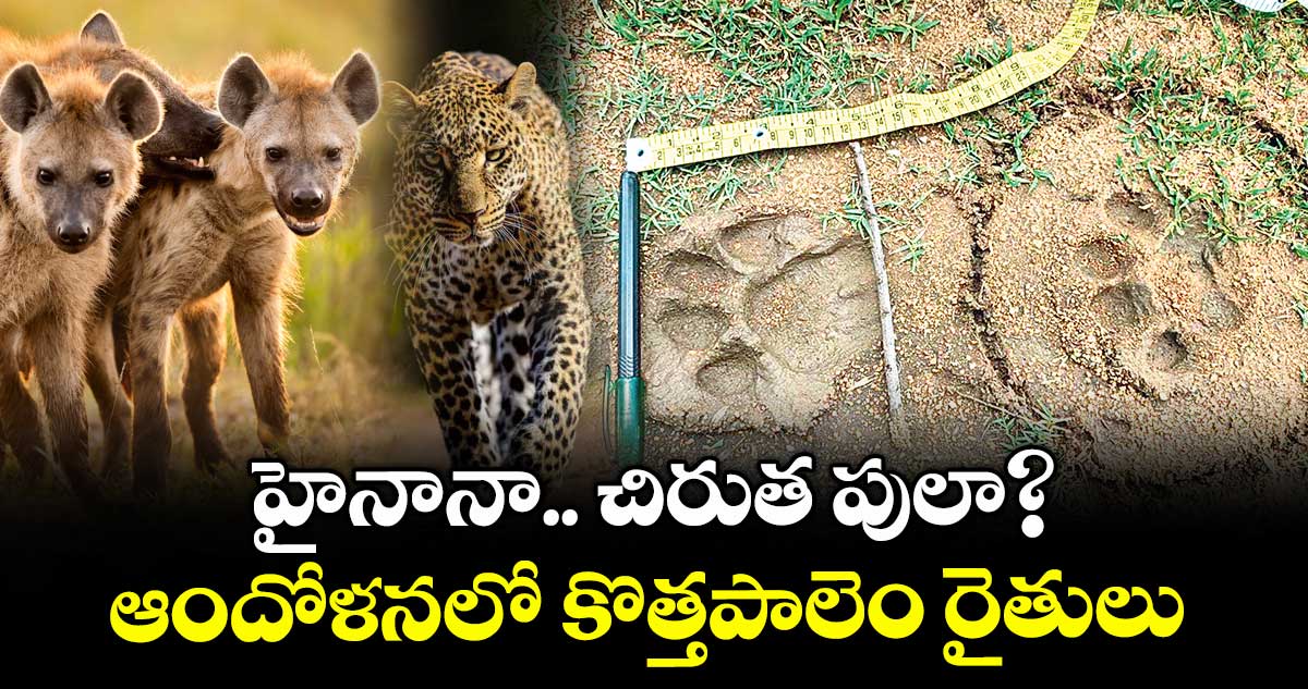 హైనానా.. చిరుత పులా? ..ఆందోళనలో కొత్తపాలెం రైతులు