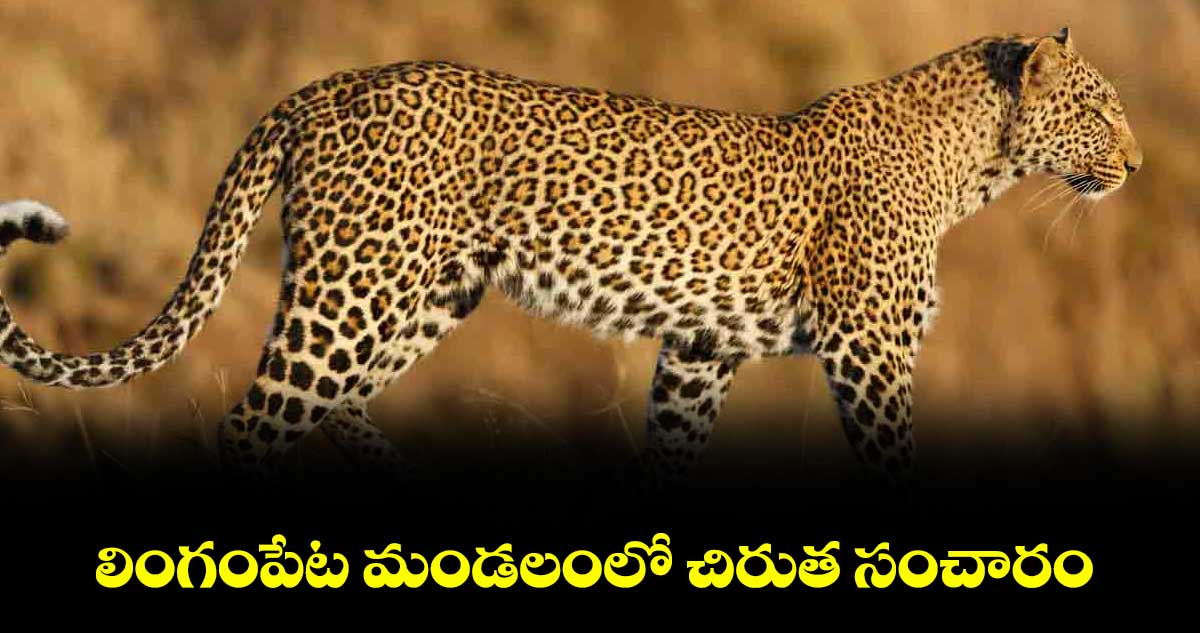 లింగంపేట మండలంలో చిరుత సంచారం