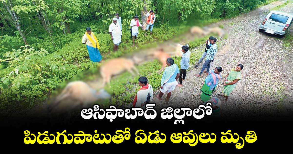 ఆసిఫాబాద్ జిల్లాలో పిడుగుపాటుతో ఏడు ఆవులు మృతి