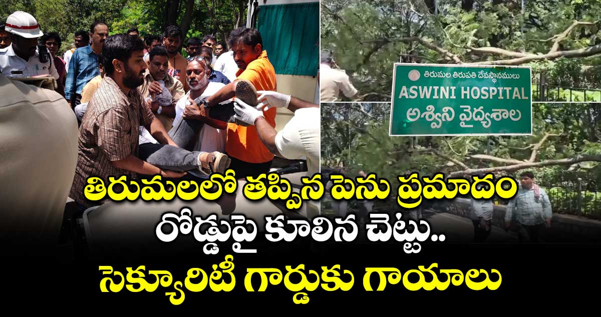 తిరుమలలో తప్పిన పెను ప్రమాదం..రోడ్డుపై కూలిన చెట్టు..సెక్యూరిటీ గార్డుకు గాయాలు 