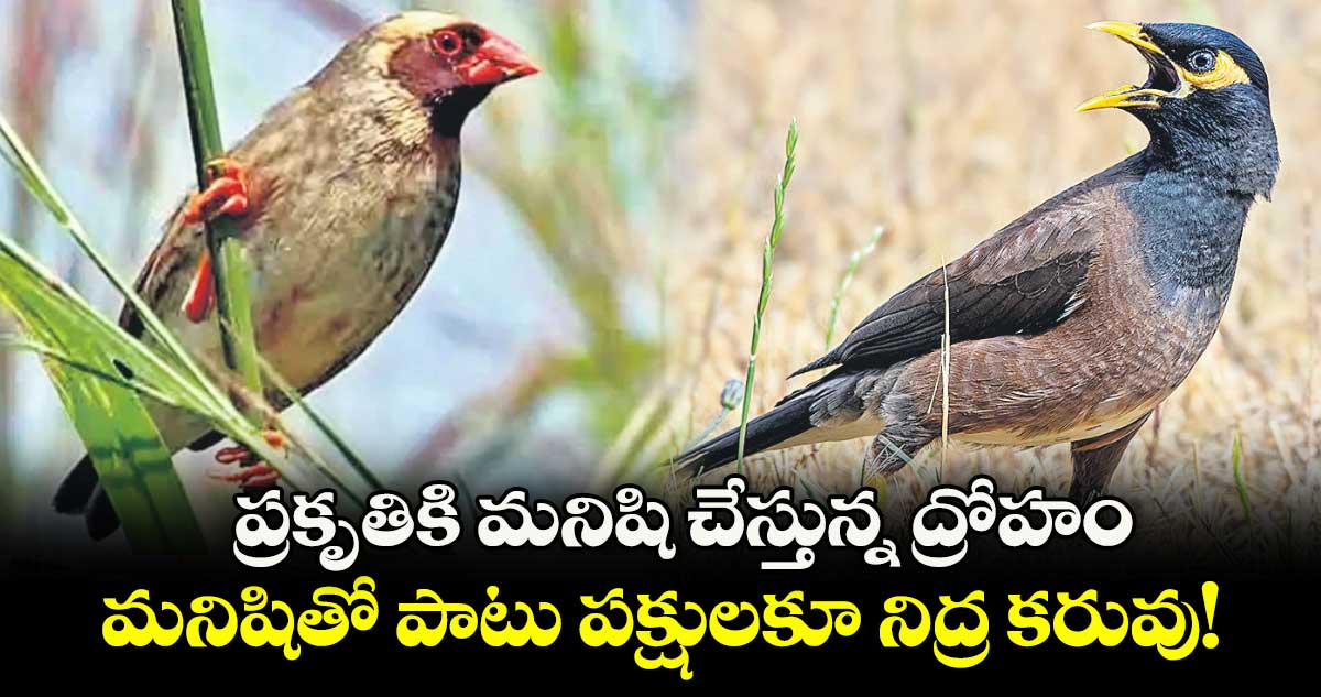 ప్రకృతికి మనిషి చేస్తున్న ద్రోహం.. మనిషితో పాటు పక్షులకూ నిద్ర కరువు! 