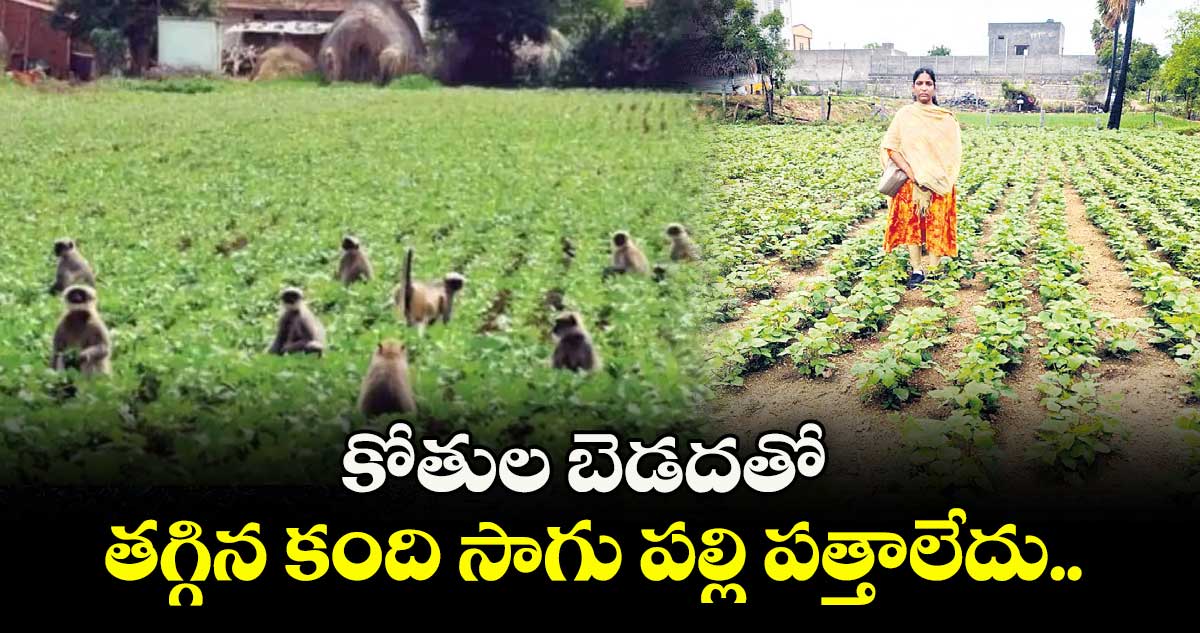 కోతుల బెడదతో ..తగ్గిన కంది సాగు పల్లి పత్తాలేదు..