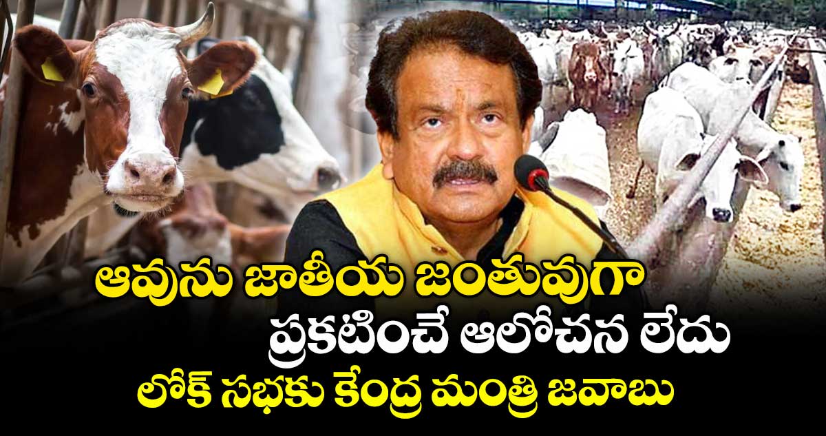 ఆవును జాతీయ జంతువుగా ప్రకటించే ఆలోచన లేదు: లోక్ సభకు కేంద్ర మంత్రి జవాబు  