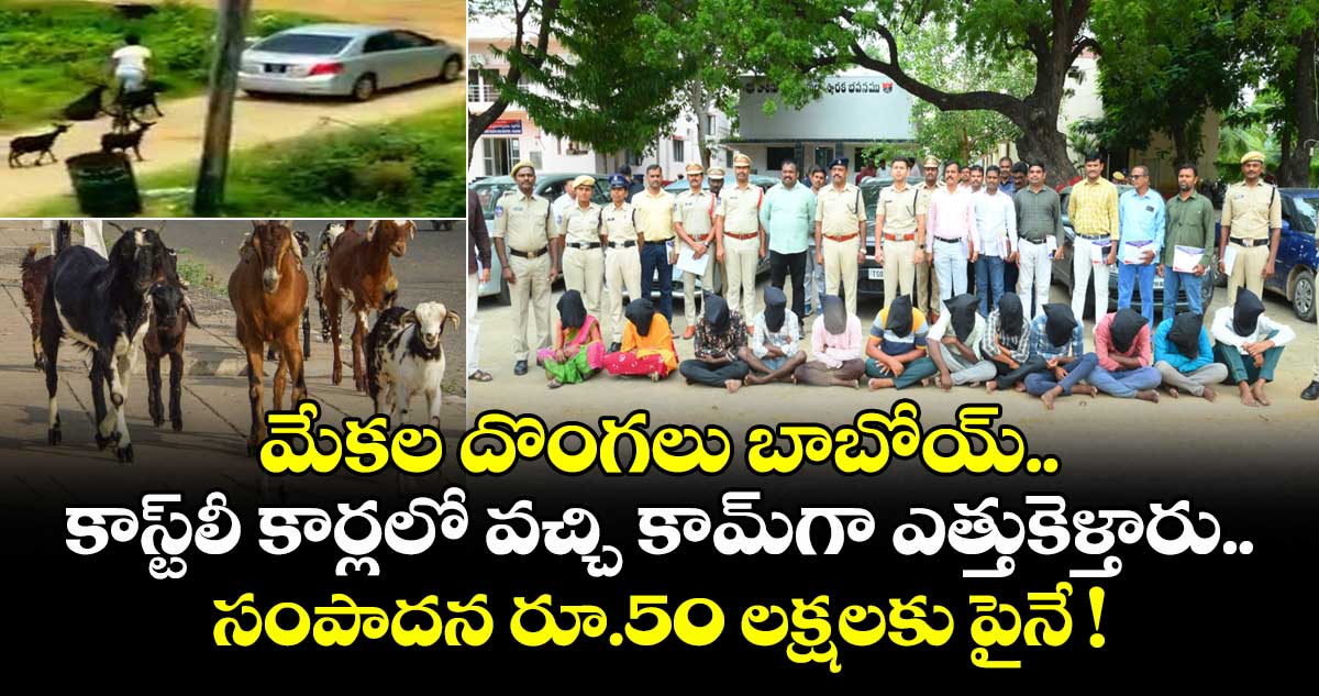 మేకల దొంగలు బాబోయ్.. కాస్ట్⁭లీ కార్లలో వచ్చి కామ్⁭గా ఎత్తుకెళ్తారు.. సంపాదన రూ.50 లక్షలకు పైనే !