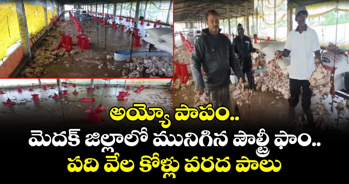 అయ్యో పాపం.. మెదక్ జిల్లాలో మునిగిన పౌల్ట్రీ ఫాం.. పది వేల కోళ్లు వరద పాలు