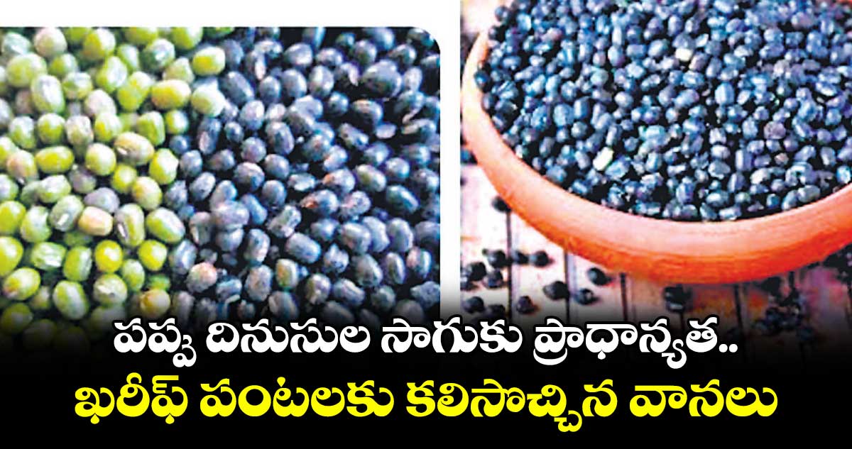 పప్పు దినుసుల సాగుకు ప్రాధాన్యత..ఖరీఫ్ పంటలకు కలిసొచ్చిన వానలు